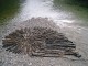 HolzHalm