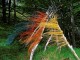 HolzHalm