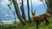 15_hohe_wand_s__dwest_steinbock_auf_der_hohen_wand_copyright_eva_gruber_dsc07493.jpg